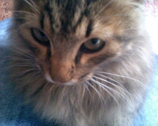 Мурзик Мурзиковна