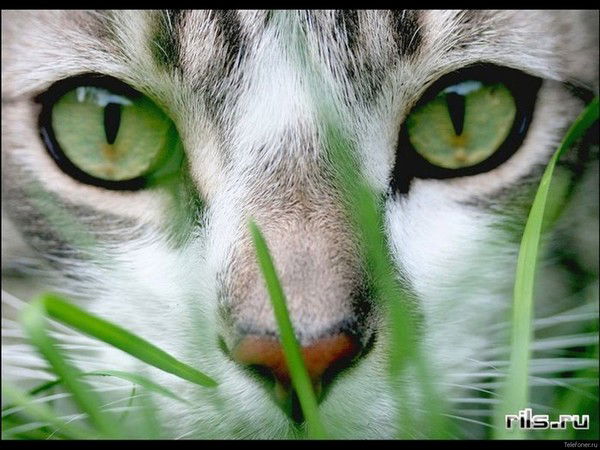 Лена Вахрушева