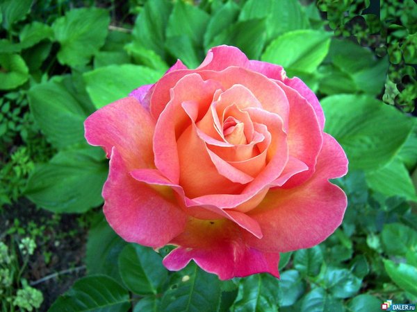 Мария Наконечная