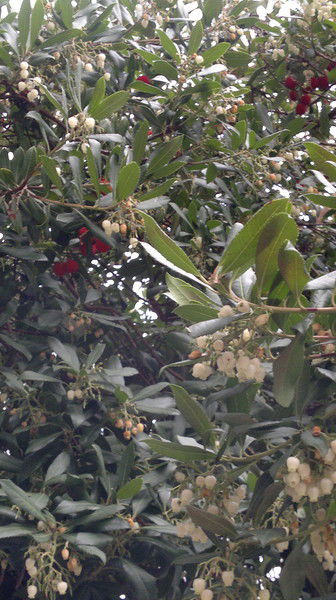 Вера Дроздова