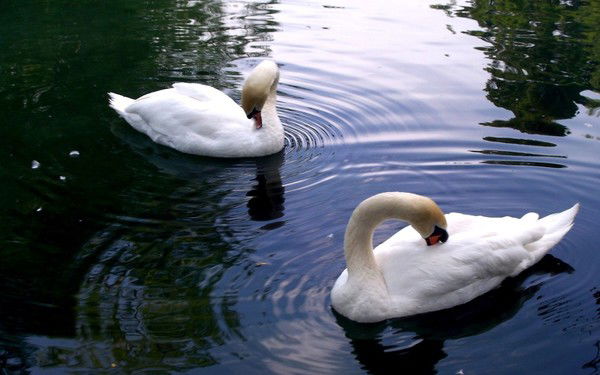 Умут Бекенова