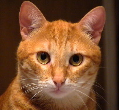 Сергей Шатный