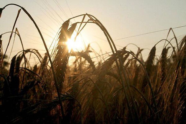 Кировский Комбинат