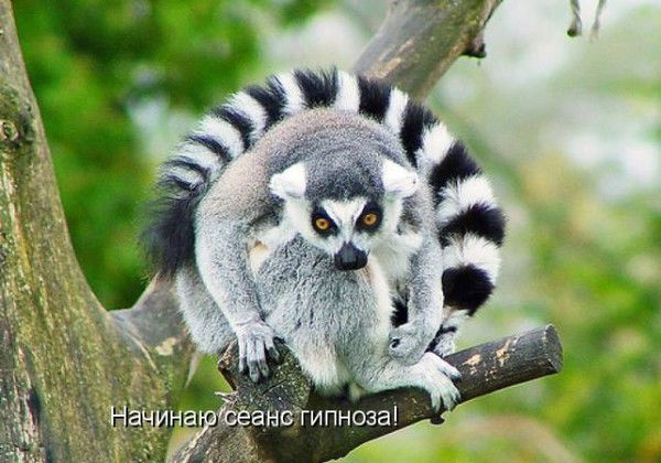 Дима Плахотин