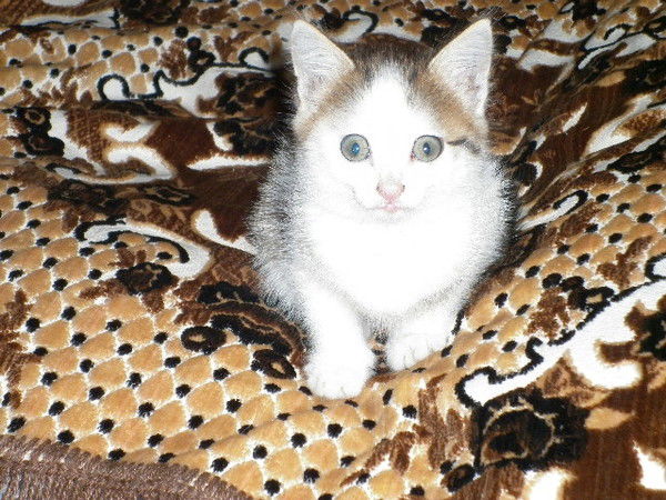 Альфия Муратова