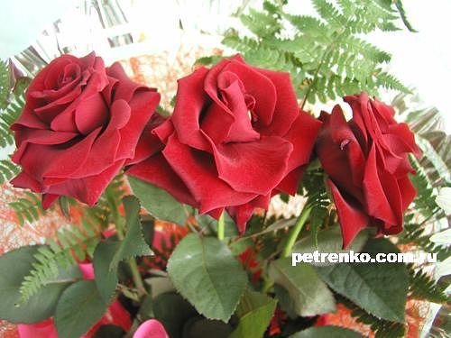 Чолпонай Жумагулова