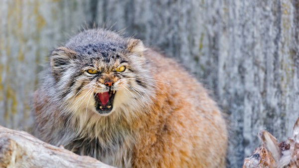 Мягких Сергей