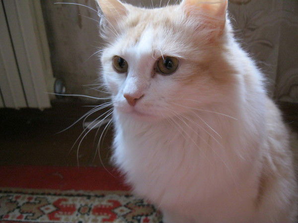 Михаил Гордиенко