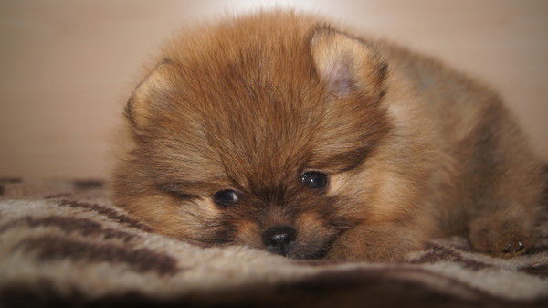 Мария Третьякова