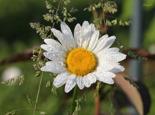 Татьяна Цурпикова