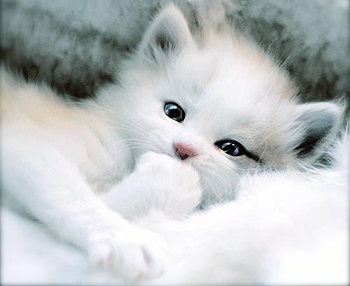 Наталья Денисова