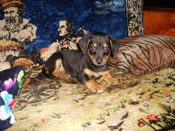 Лариса Меркушева