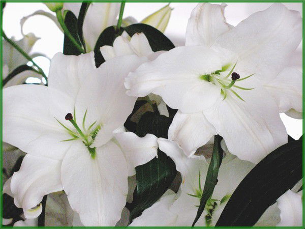 Татьяна Тихомирова