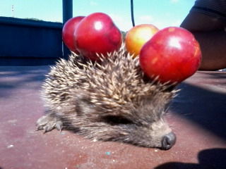 Виталий Морозан