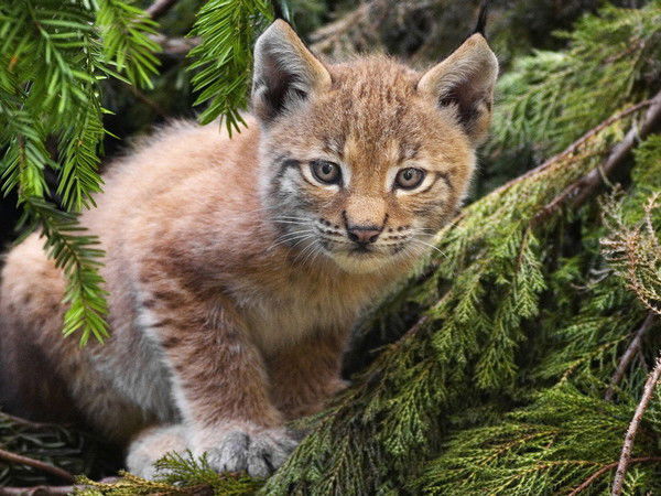 Татьяна Осташева