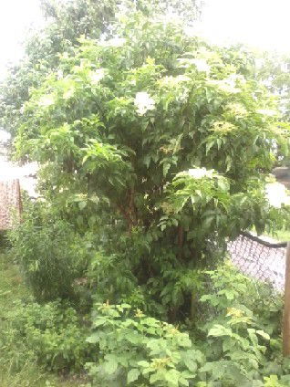 Александр D.