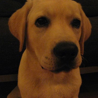 Руслан Кашапов