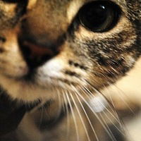 Камилла Бобырь