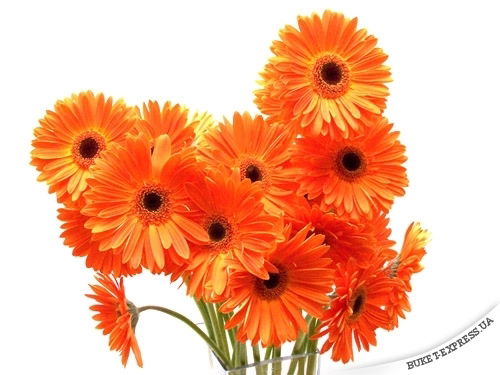 Евгения Кореева