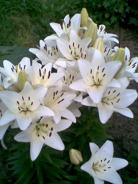 Альбина Зиннурова