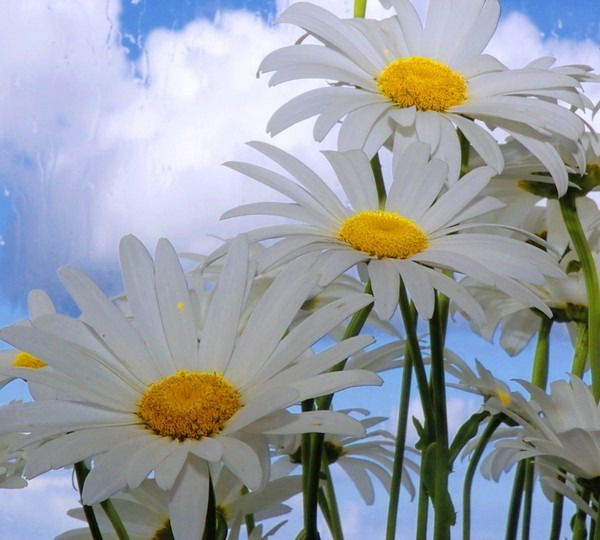 Федора Новченко(Посмак)