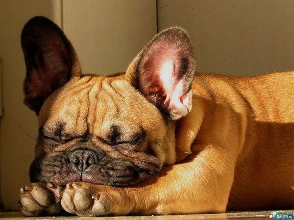 Лиза Шалгина