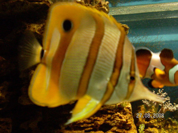 Алевтина Михайлова(Реджепбаева)