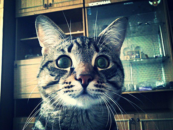 Настенька Панкова