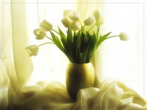 Елена Степкина