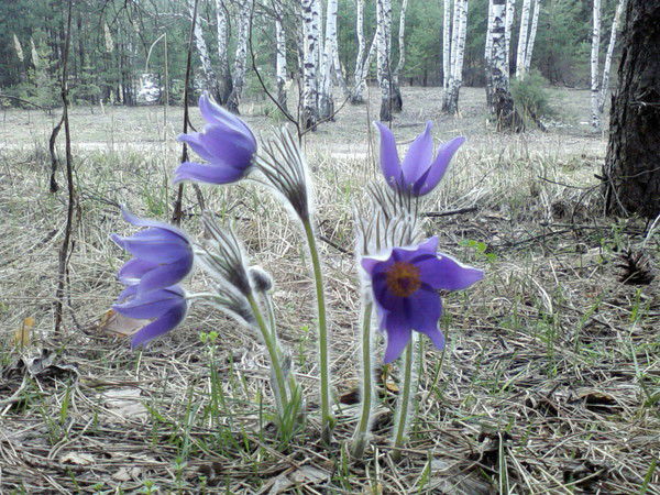 Дмитрий Капустин