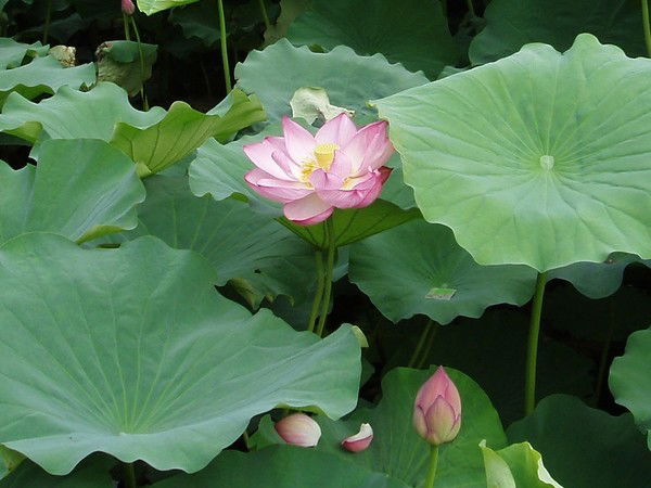 Наталья Сушилина