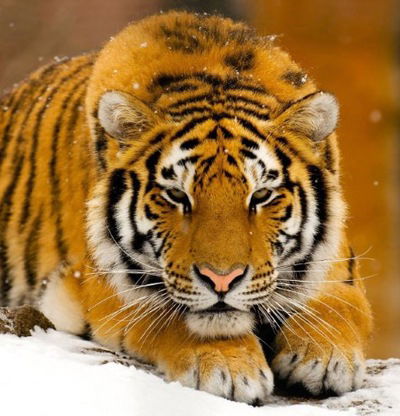 Мария Лабун