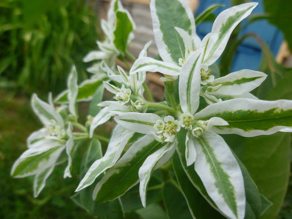 Алсу Нуриева