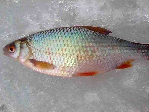 Евгений Князьков