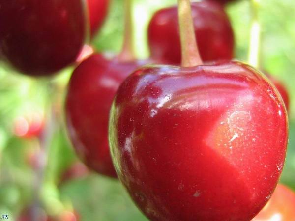 Светлана Гвоздева