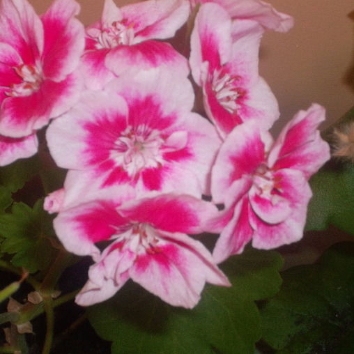 Алена Николаева