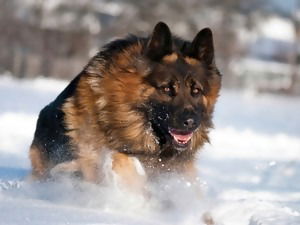 Алёна Стехина