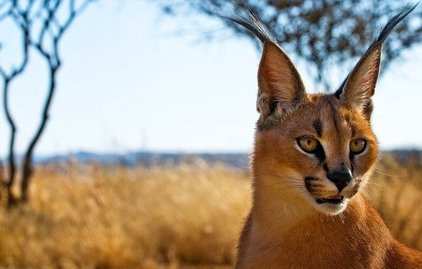 Михаил Сборщик