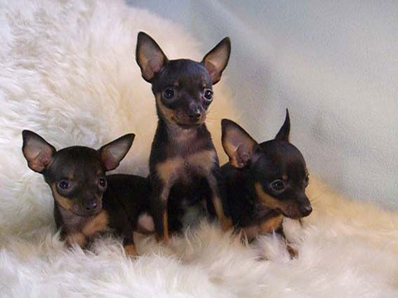 Аселя Абдулова