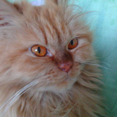 Анна Тырышкина