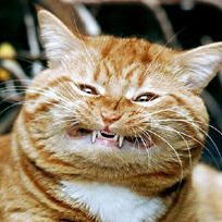 Ульяна Кравченко