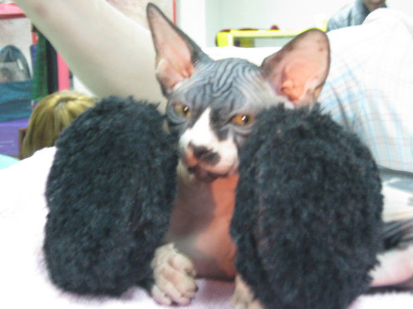 Елена Сеслюкова