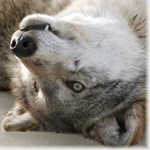 Ирина Агунович