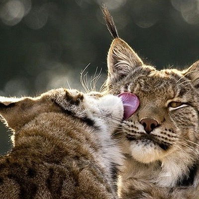 Катерина Карева