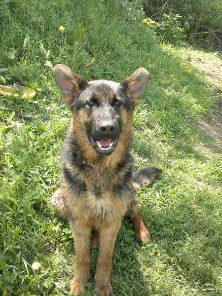 Алексей Царенков