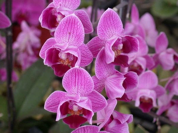 Олеся Зорянова