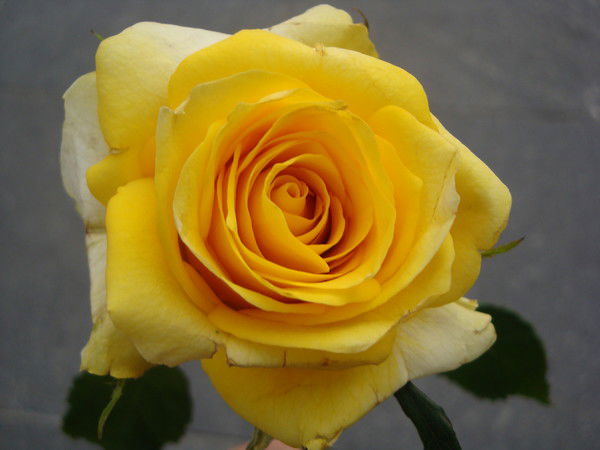 Елена Казанцева