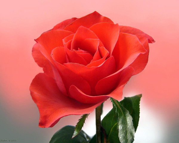 Тотоша Цветкова