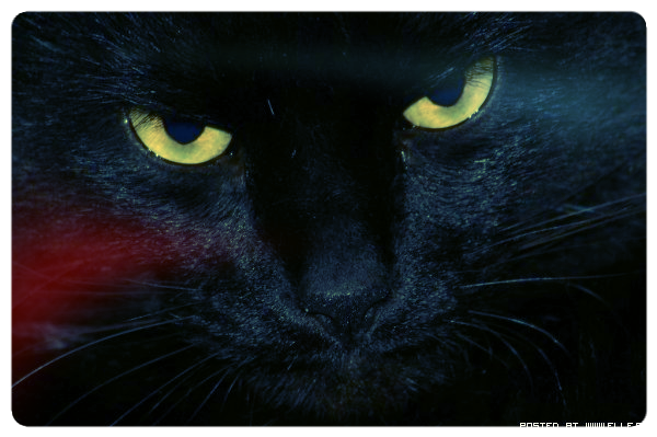 Алёна Герасимова