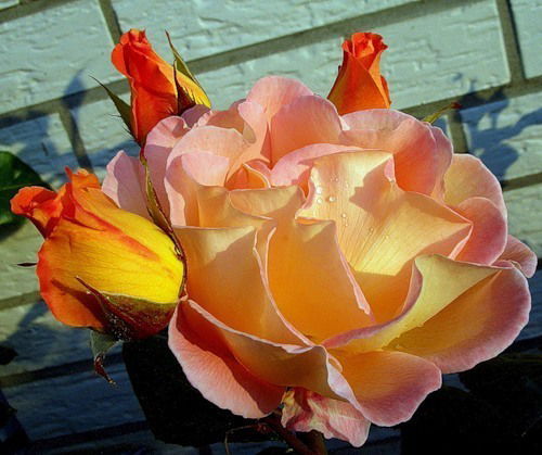 Нина Филиппова